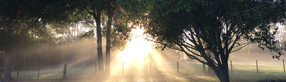 Immersed in Sonlight